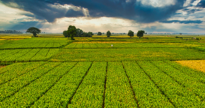 Gujarat Agriculture Water Filtration Guide | Manan Water Tech Pvt. Ltd.