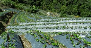 Organic strawberry cultivation on a mountainside, using innovative farming techniques.