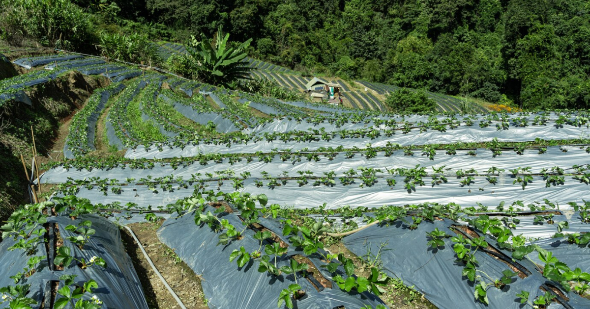 Organic strawberry cultivation on a mountainside, using innovative farming techniques.